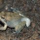 Critically-endangered-mou-001