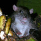Brown rat