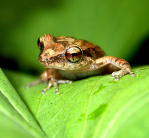 Tree frogs are thought to be a min carrier of chytrid