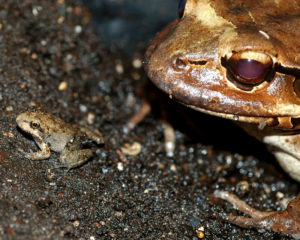 Mountain chicken froglet with its mother