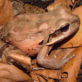 mountain-chicken-frog-3615