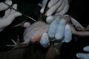 Stitches being removed pre-release