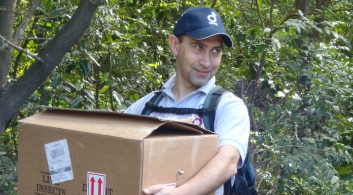 3, 2, 1, MOUNTAIN CHICKENS ARE GO! Frogs being carried into the forest for release