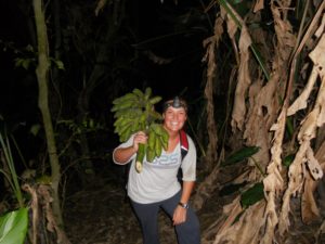 Forest bananas being collected