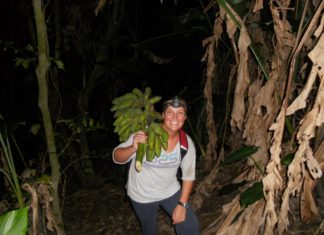 FOOD FROM THE FOREST Forest bananas being collected