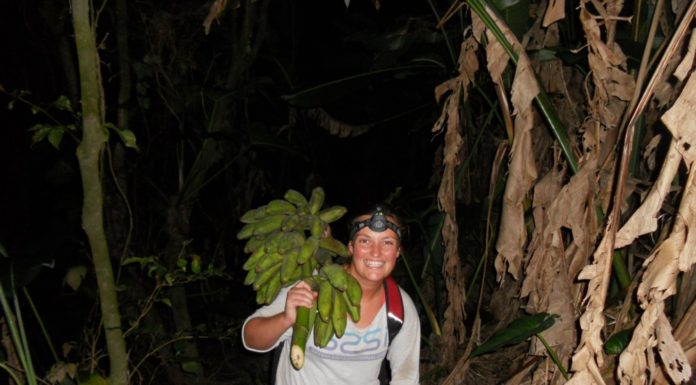 FOOD FROM THE FOREST Forest bananas being collected
