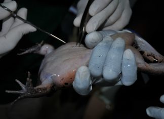 A ‘HOW TO?’ OF RADIO TRACKING Removing stitches from transmiter implantation pre-release