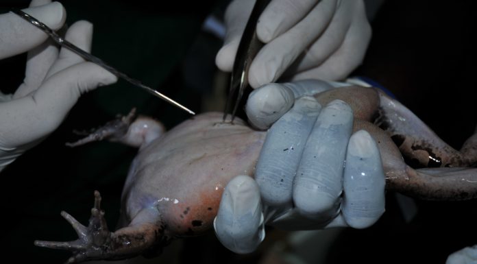 A ‘HOW TO?’ OF RADIO TRACKING Removing stitches from transmiter implantation pre-release