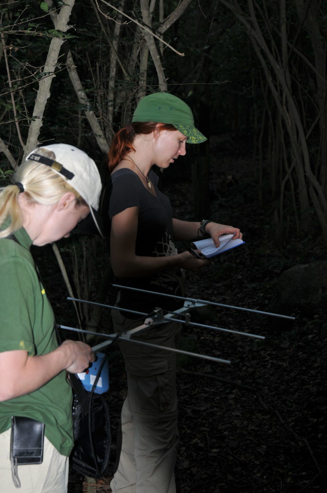 Searching for 'lost' frogs