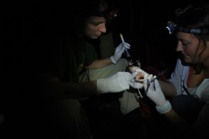 Swabbing Swabbing a mountain chicken