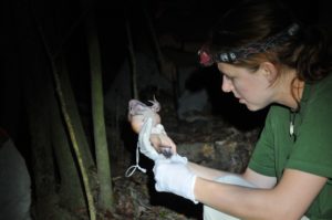 Examining a mountain chicken