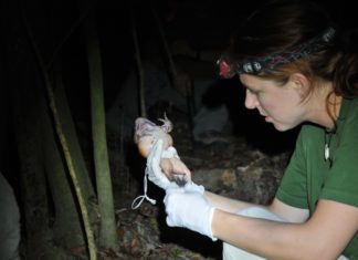 SURVIVOR Examining a mountain chicken