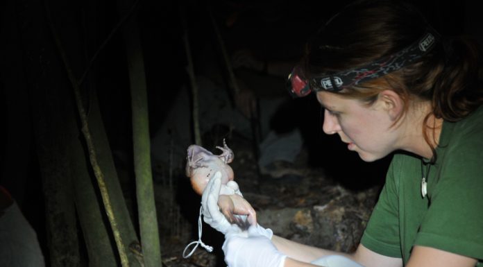 SURVIVOR Examining a mountain chicken