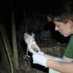 Examining a mountain chicken