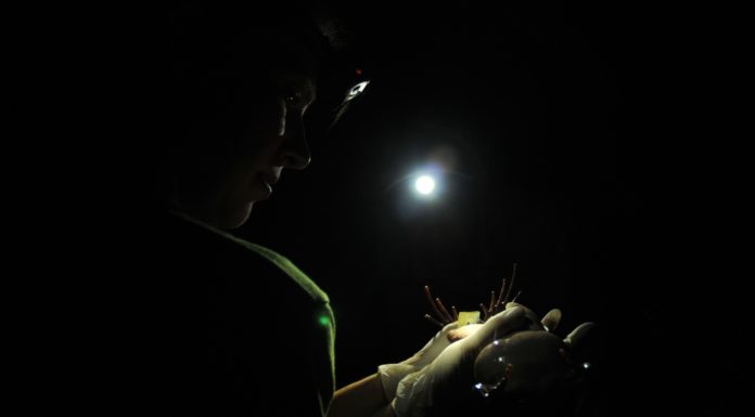 OWLS AND LARKS Finding different frogs late at night