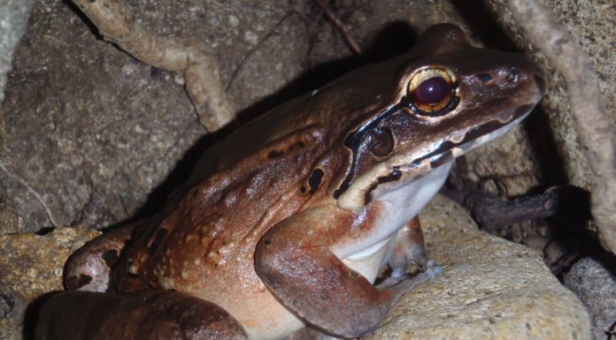 FINDING CUPID ON VALENTINE’S DAY 'Hope' the Swedish frog