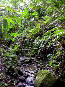 Surviving mountain chicken habitat