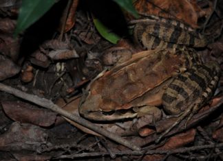 IT’S THE FINAL COUNTDOWN Mountain chicken in the wild