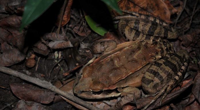 IT’S THE FINAL COUNTDOWN Mountain chicken in the wild
