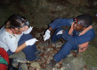LOCAL KNOWLEDGE Forestry staff help with mountain chicken swabbing