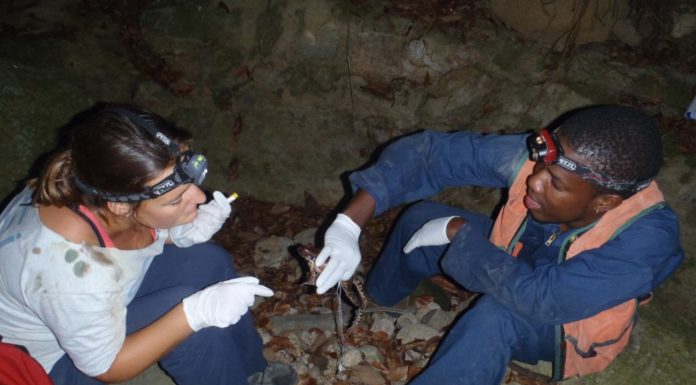 LOCAL KNOWLEDGE Forestry staff help with mountain chicken swabbing