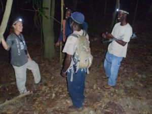 Forestry staff help search for mountain chickens