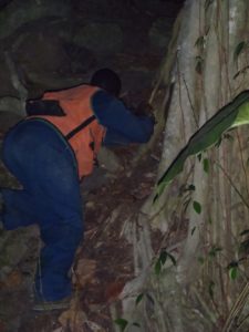 Forestry - Jervaine Searching for mountain chickens