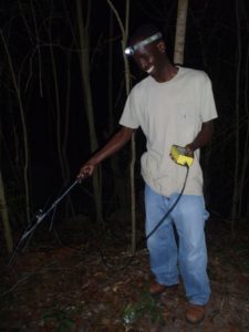 OLYMPUS DIGITAL CAMERA Radio-tracking released mountain chickens