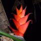 Heliconia in Montserrat – © Amy-Jayne Dutton