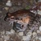 Healthy frog in release site – ©Sarah-Louise Smith