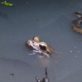 frog in water