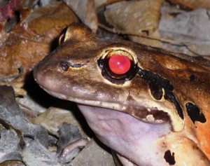 frog red eye