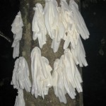 Glove tree containing tiny tree frogs ©Sarah-Louise Smith