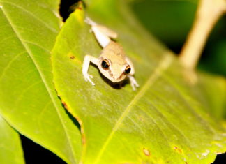 On belly swabbing duty!