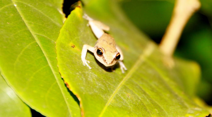 On belly swabbing duty!