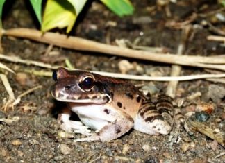 Baby frogs in Dominica!!