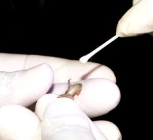 Tree frog being swabbed © J Liman