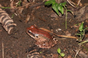 Juvenile in Wallhouse