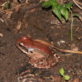 Juvenile in Wallhouse