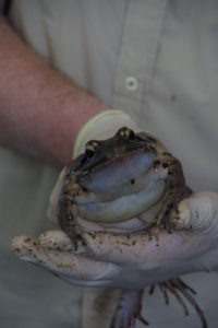 Mountain chicken ready for release