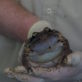 Mountain chicken ready for release