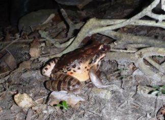 Amazing Fairy Walk survivor!