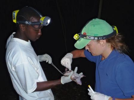 Jenny and Steffon swabbing a mountain chicken ©SL Smith