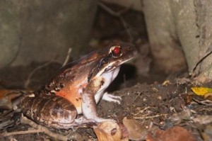 Released Mountain Chicken