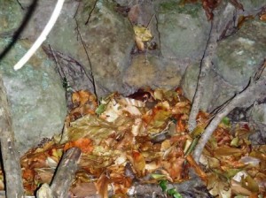 Mountain Chicken Under Cover ©SL Smith
