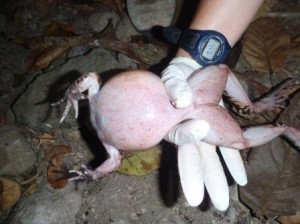 Red belly is a sign of chytrid fungal infection ©Nadine Wohl