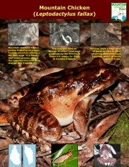 Mountain Chicken Poster