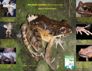 Mountain Chicken Project Leaflet