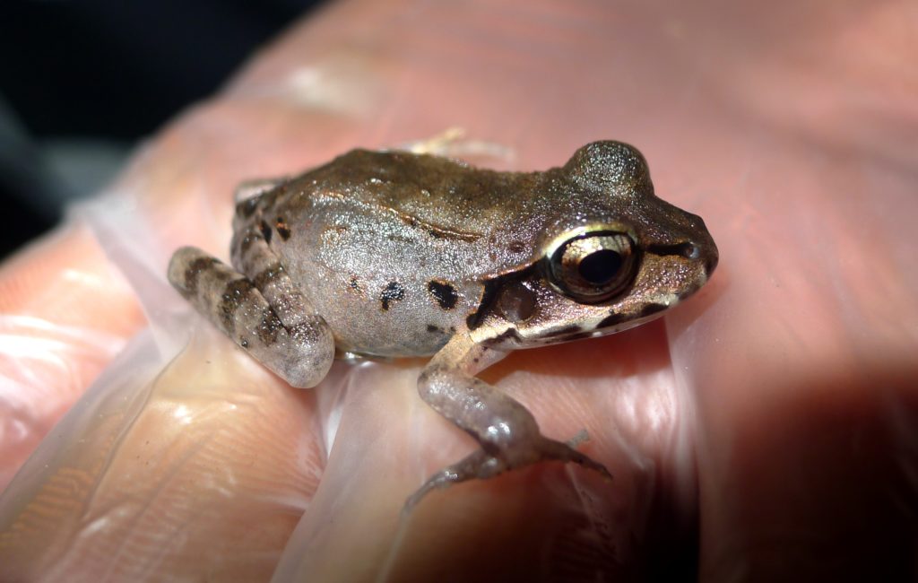 Juvenile mountain chicken frog (L.fallax)