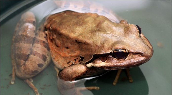 Da mountain chickens are back on de island!